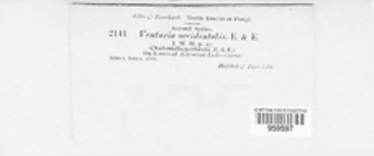 Nematostoma occidentale image